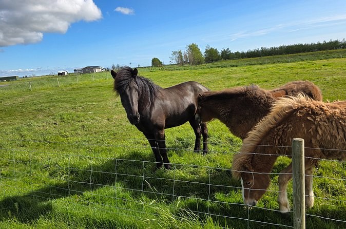 Three Icelandic horses standing at a wire fence in a green summer pasture